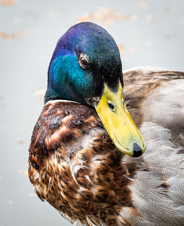 11  Portrait of a Mallard